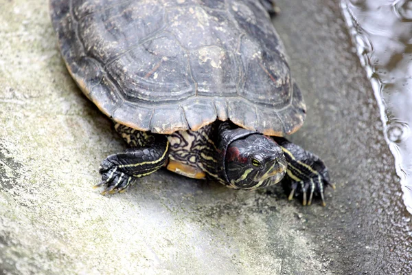Schildkrötenkopf. — Stockfoto