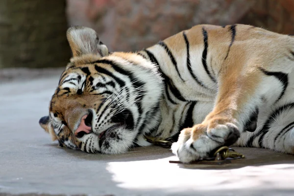 Bengal tiger sleeping. — Stock Photo, Image