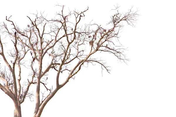 Albero morto . — Foto Stock