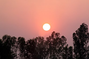 Sunset akşam ağaç.