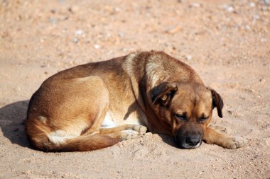 köpek yere yatıyor.