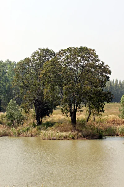 Yaz aylarında göl yanındaki ağaçlar. — Zdjęcie stockowe