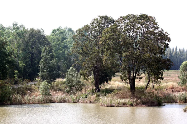 Árvores ao lado de um lago no verão . — Fotografia de Stock