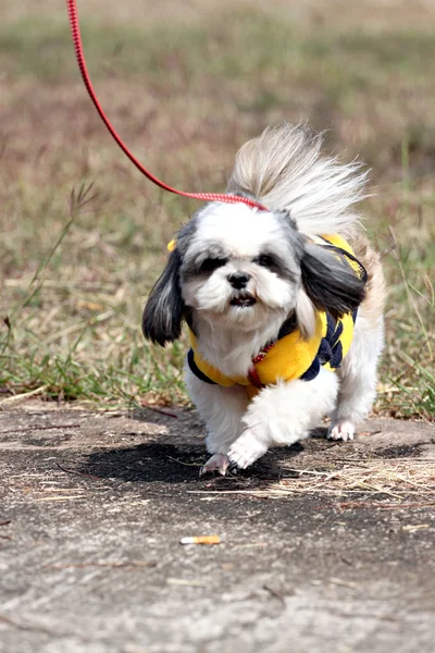 Shih tzu cachorro andando. — Fotografia de Stock