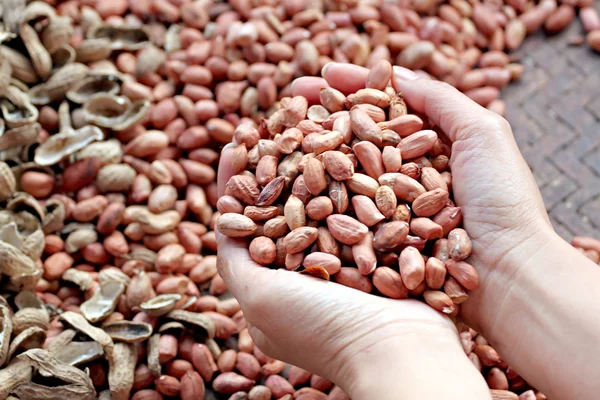 Erdnüsse in der Hand. — Stockfoto