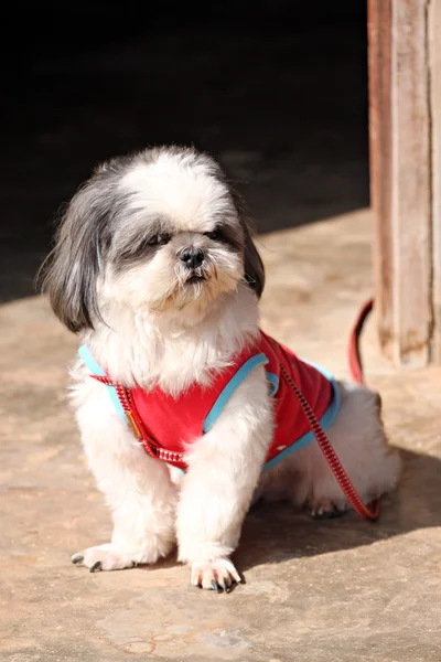 Shih tzu Dogs are sit. — Stock Photo, Image