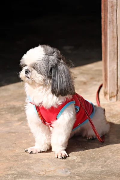 Shih tzu hundar är sit. — Stockfoto