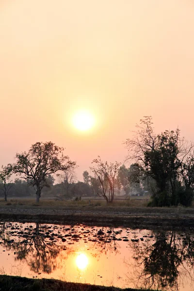 Закат на рисовой ферме . — стоковое фото