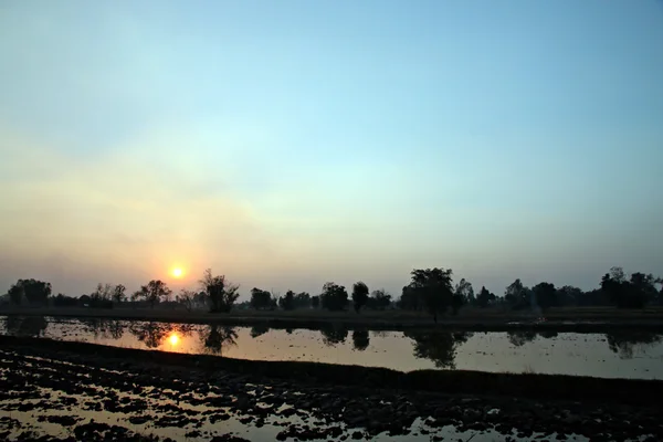 Sonnenuntergang auf der Reisfarm. — Stockfoto