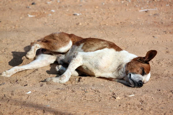 Sovande hund på marken. — Stockfoto