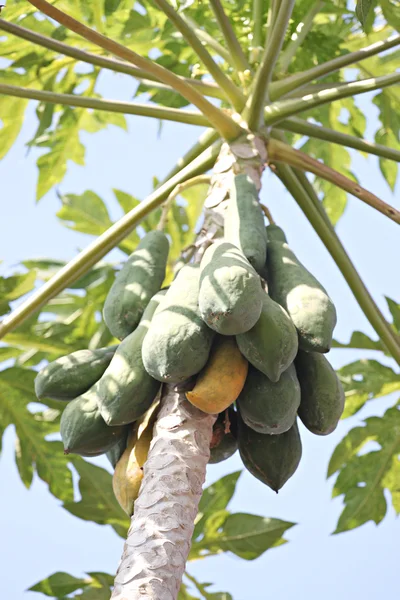 Papaya fruit op boom. — Stockfoto