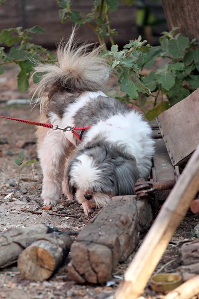 Spürhund. — Stockfoto