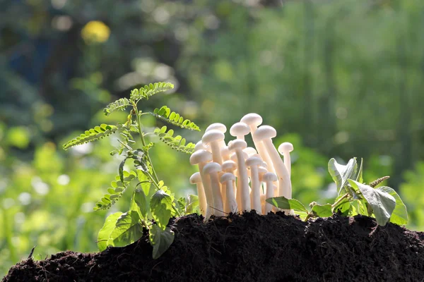 White mushroom Beside a small tree. — Stock Photo, Image