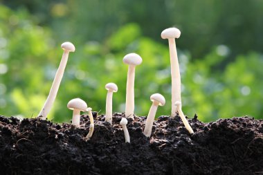 beyaz mantar çok erken büyüme.