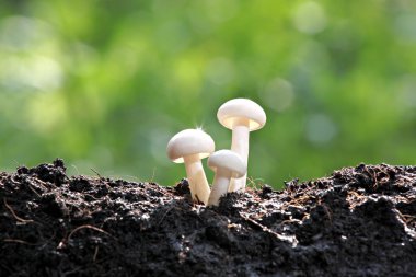 yansıması ile arka bahçede beyaz mantar.