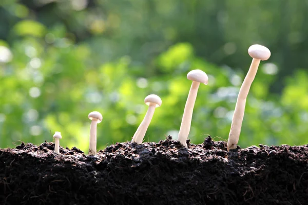 White mushroom are showing growth. — Stock Photo, Image