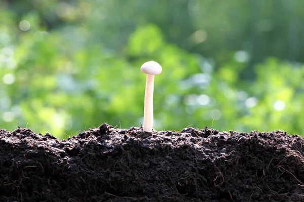 White mushroom in the backyard. — Stock Photo, Image