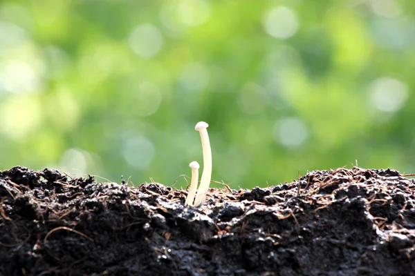 Vit svamp i trädgården. — Stockfoto