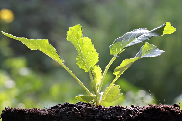 Groenten ontkiemen van collard. — Stockfoto