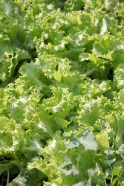 taze lactuca sativa yaprak.