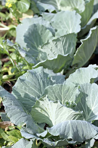 Daun kubis segar di kebun sayuran . — Stok Foto