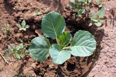 zaailing van kool schipbreuk.