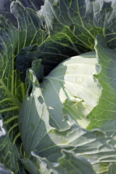 Fresh Cabbage in vegetable gardening. — Stock Photo, Image