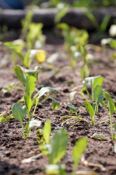 Seedling of Brassica. — Stock Photo, Image