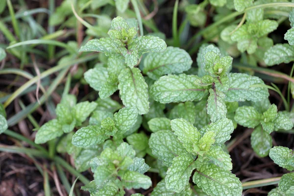 Kitchen Mint or Marsh Mint. — Stock Photo, Image