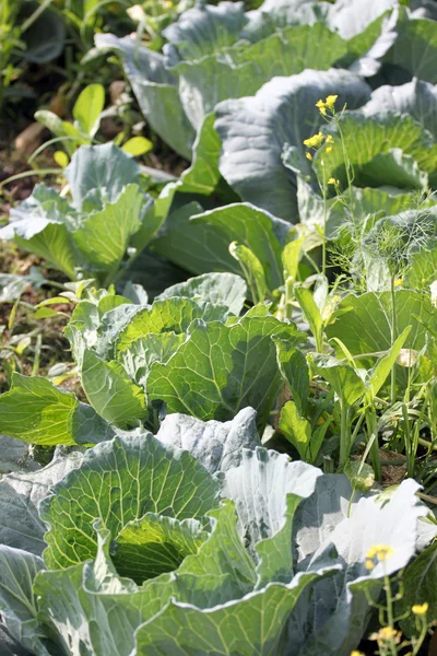 Fresh Cabbage leaf in vegetable gardening. — Stock Photo, Image