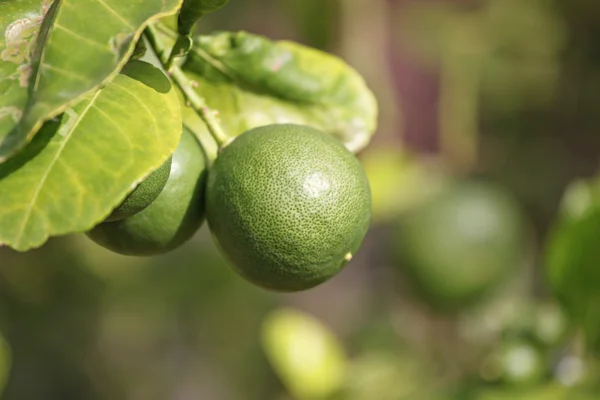 Groene citroen op boom. — Stockfoto