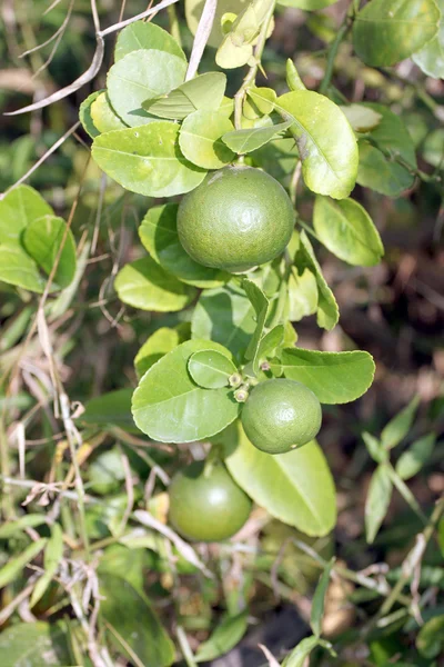 Limone verde sull'albero . — Foto Stock