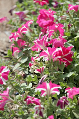 roze petunia bloesem.