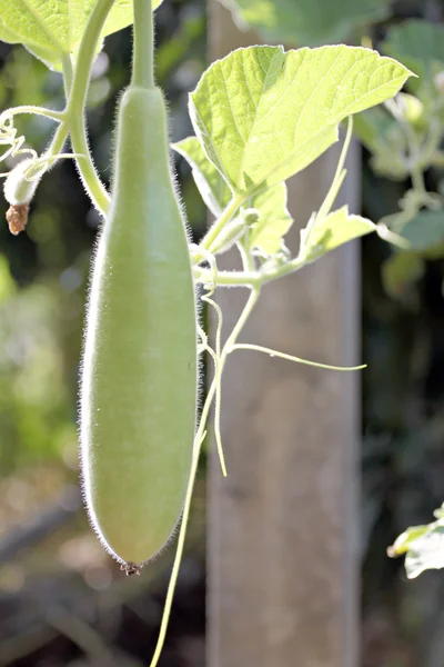 Calabaza botella en el árbol . —  Fotos de Stock