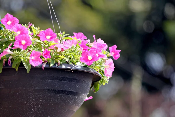 Pink flowers. — Stock Photo, Image