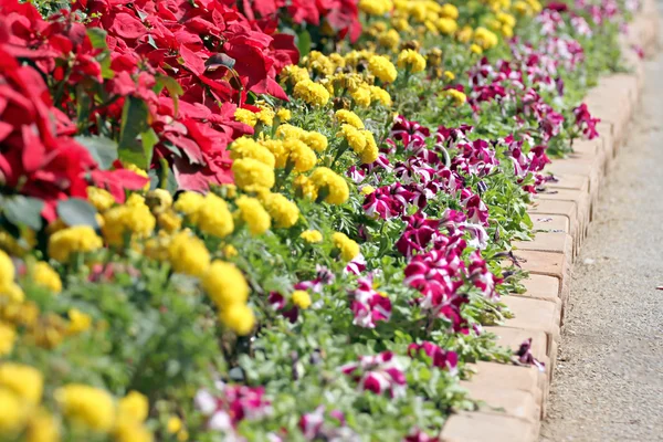 Blume auf Gehweg. — Stockfoto