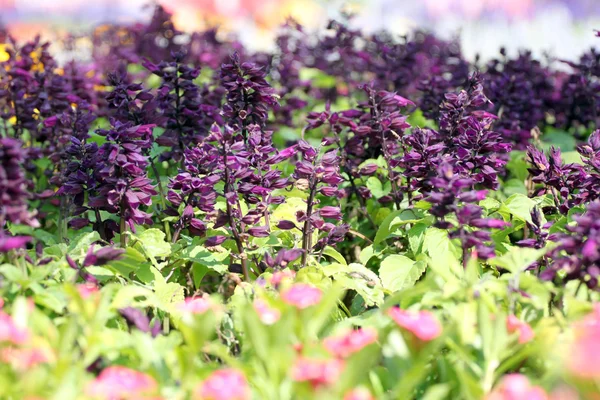 Purple Salvia. — Stock Photo, Image