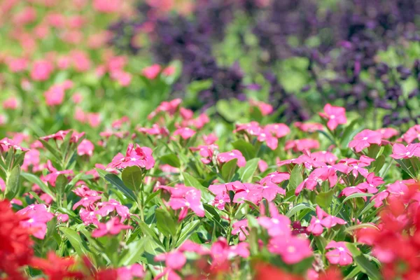 Winterblumen in bunten Farben. — Stockfoto