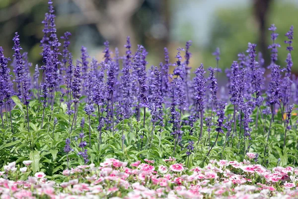 Lavanda de inverno . — Fotografia de Stock