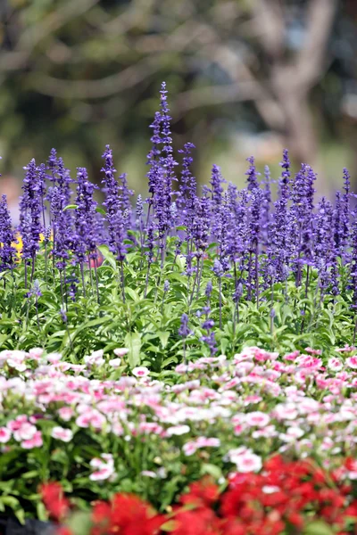 Lavendel van de winter. — Stockfoto