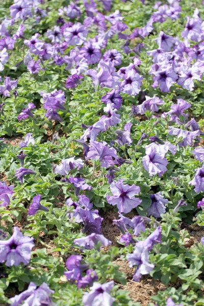 Purple Petunia. — Stock Photo, Image