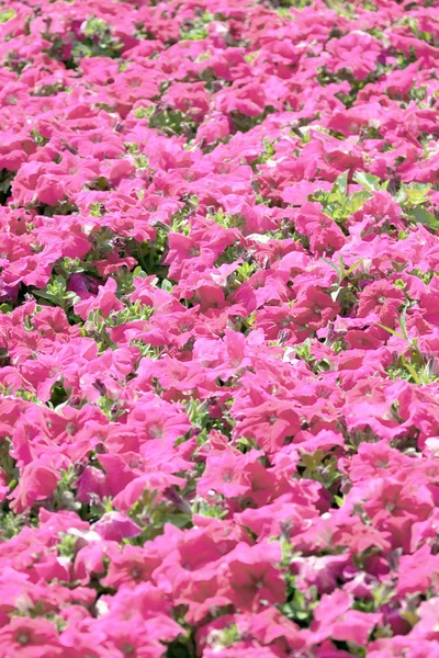 Roze petunia bloesem. — Stockfoto