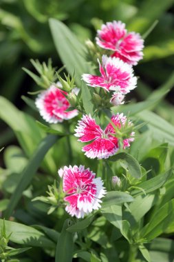 Fuşya dianthus chinensis çiçek.