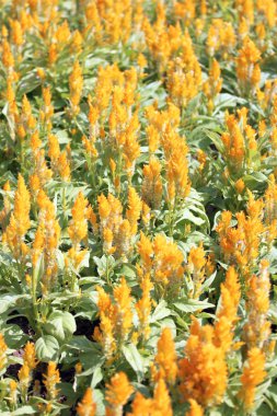 Sarı cockscomb çiçek.