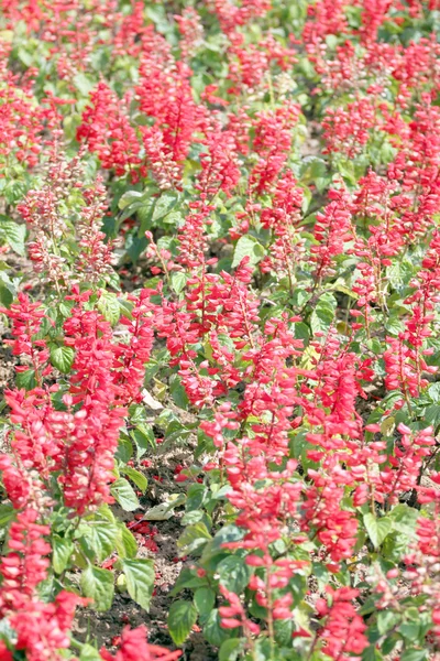 Rote Salvia des Winters. — Stockfoto