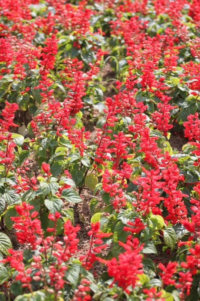 Rote Salvia des Winters. — Stockfoto
