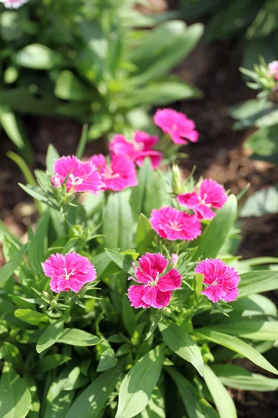 Fuksja dianthus kwiat. — Zdjęcie stockowe