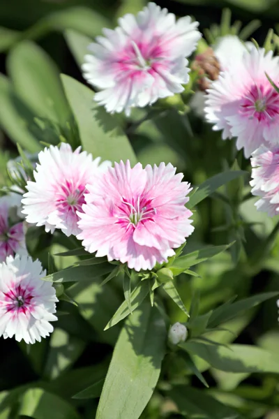 Light Pink Dianthus flower. — Stock Photo, Image