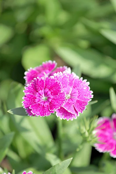 Fuksja dianthus kwiat. — Zdjęcie stockowe