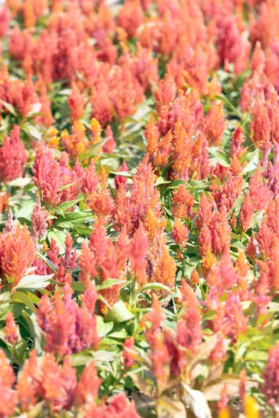 Oranje cockscomb bloem. — Stockfoto